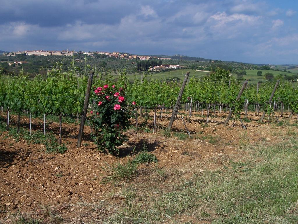 Villa Agriturismo La Carlina à Magliano in Toscana Extérieur photo